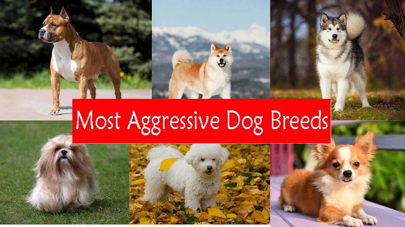 The Top 10 Most Aggressive Dog Breeds: What You Need to Know