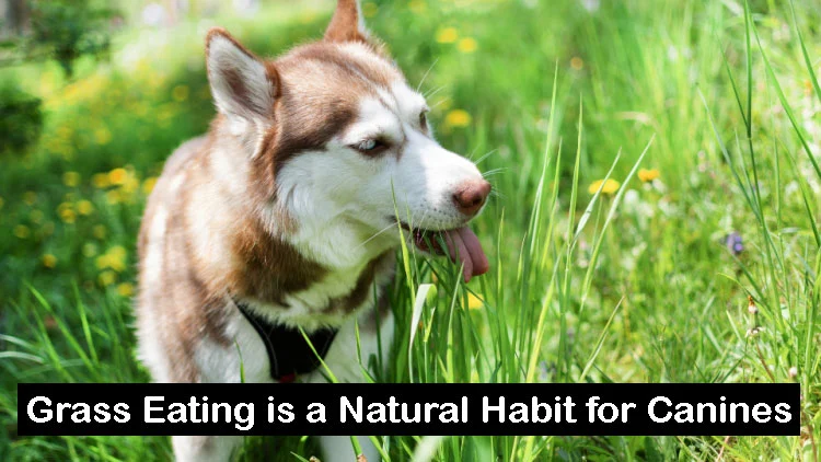 Grass Eating is a Natural Habit for Canines