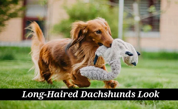 How Do Long-Haired Dachshunds Look?