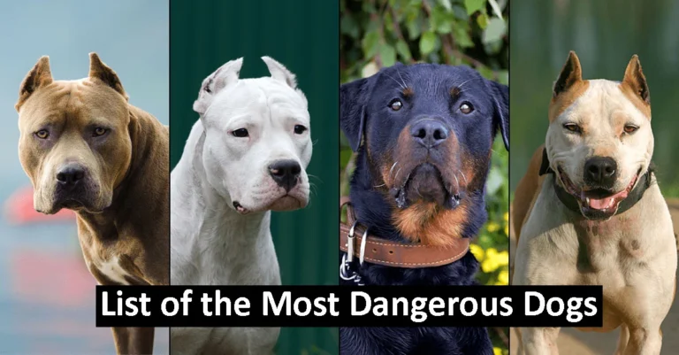 The Most Aggressive Canines: A List of the 20 Most Dangerous Dogs