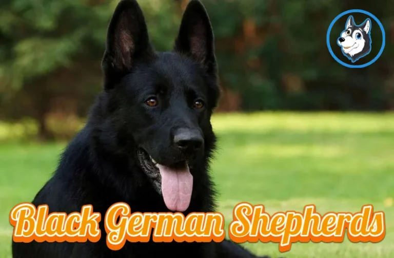 Black German Shepherds: A Perfect Choice for Protection and Family Companionship