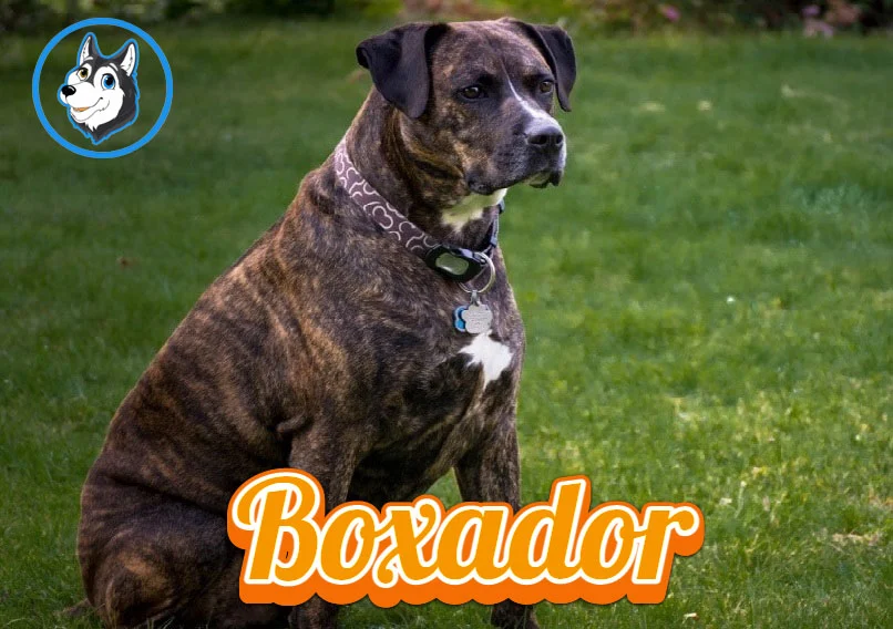 Everything You Need to Know About Caring for Your Boxador: Size, Lifespan & Temperament