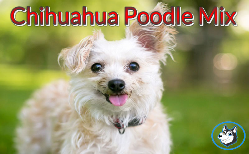 The Ultimate Guide to the Chihuahua Poodle Mix: Everything You Need to Know