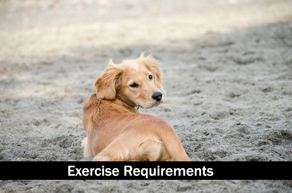 Exercise Requirements