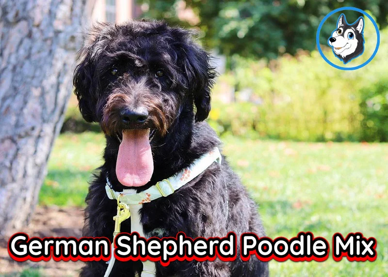 Unleashing the Potential of the German Shepherd Poodle Mix: Training and Caring for Your Hybrid Dog