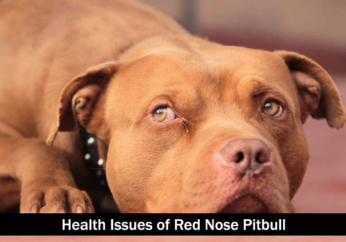 Health Issues of Red Nose Pitbull