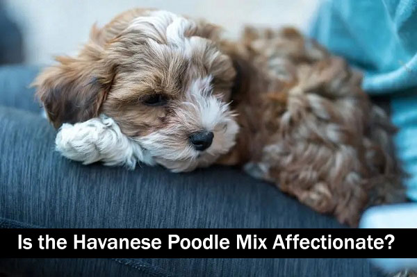 Is the Havanese Poodle Mix Affectionate?