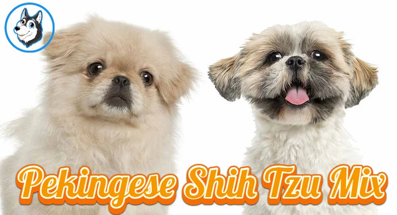 Caring for Your Pekingese Shih Tzu Mix: A Comprehensive Guide