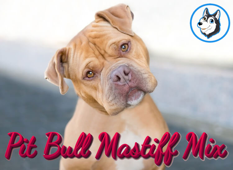 The Pit Bull Mastiff Mix: A Powerful and Playful Breed That Will Steal Your Heart