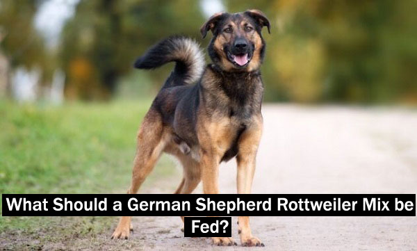 Regarding Nutrition, What Should a German Shepherd Rottweiler Mix be Fed?