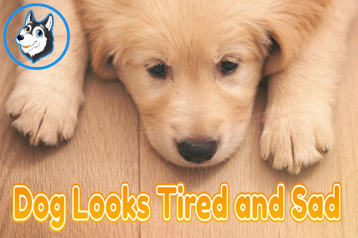 Dog Looks Tired and Sad | 8 Causes