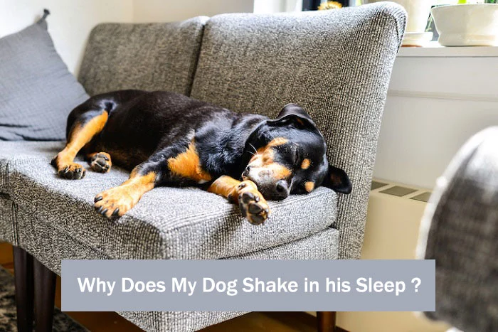 Top 12 Causes When Dogs Shake While Sleeping