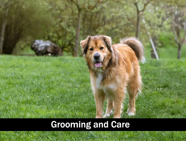 Australian Shepherd Golden Retriever Mix Grooming and Care