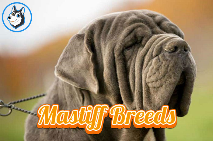 The Ultimate Guide to the Top 36 Mastiff Breeds