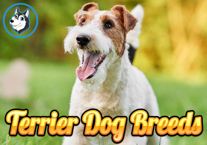 Exploring The 48 Most Popular Terrier Dog Breeds